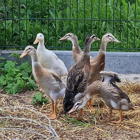 Maison A Colombages - Cosy, Lumineuse Et Sauna Alpehytte *